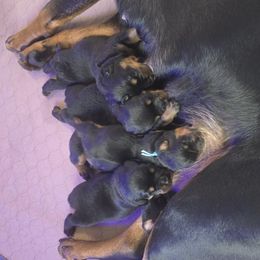 Rottweiler Puppies from Pearce Rottweilers