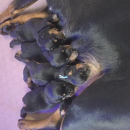Rottweiler Puppies from Pearce Rottweilers