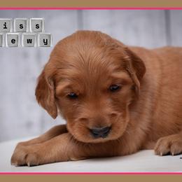 Chewy - Dark golden female Golden Retriever puppy in Driggs, Idaho from SK Golden Retrievers
