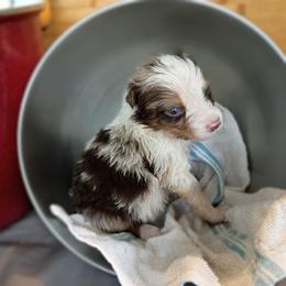 River (Red Collar) - Red merle male Australian Shepherd puppy in Okeechobee, Florida from Rothsolid Puppies