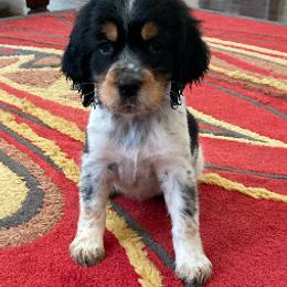 English Springer Spaniel All Grown Up from Cherri Furness
