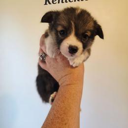 Kenickie - Sable male Pembroke Welsh Corgi puppy in Montague, California from Shasta Valley Pembrokes