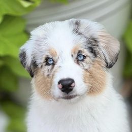 Cannoli - Australian Shepherd puppy in Hillsboro, Oregon from Legato Aussies