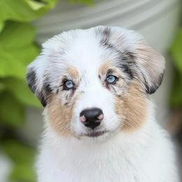 Cannoli - Australian Shepherd puppy in Hillsboro, Oregon from Legato Aussies