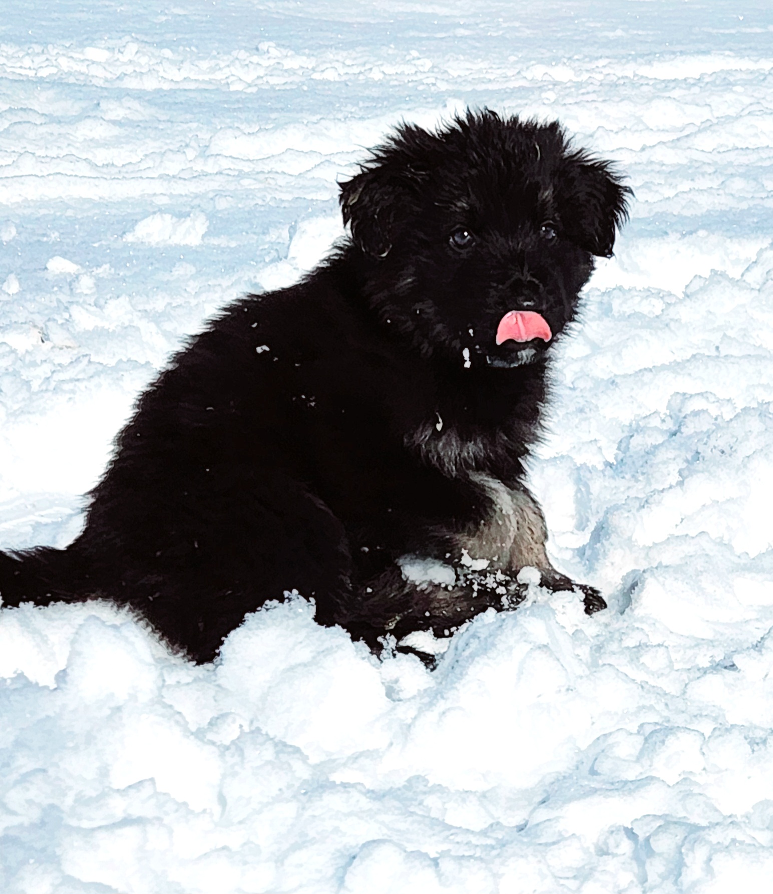 Boy 1 - Black and beige Shiloh Shepherd puppy in Charlo, Montana from IdleWilde Shilohs