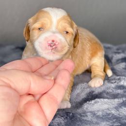 Stingray - Apricot male Goldendoodle puppy in Garden Grove, California from Sunkissed Doodles