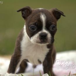 AKC 'Decon' - Brindle and white male Boston Terrier puppy in Lamar, Missouri from Marti Acres ~ Boston Terrier & Beagles