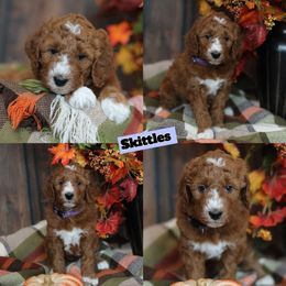 Skittles - Red  female Goldendoodle puppy in Sioux Falls, South Dakota from Dolly's Doodles