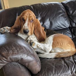 Pete - Basset Hound