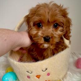 Daisy - Red female Cavapoo puppy in Knoxville, Tennessee from Dukes Forever Doodles