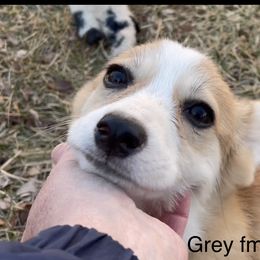 Pembroke Welsh Corgi Puppies from Eaglerock Kennel