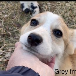 Pembroke Welsh Corgi Puppies from Eaglerock Kennel