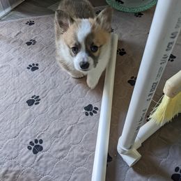 Pembroke Welsh Corgi Puppies from Sunny-Side Corgis