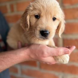 Reese - Golden male Golden Retriever puppy in Mc Neal, Arizona from K&N Golden Retriever Companion