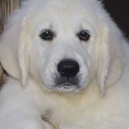 Golden Retrievers from Carol's Golden Retrievers