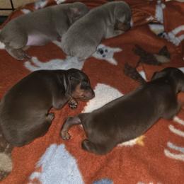 XCF1 9-26 - Chocolate and rust female Miniature Pinscher puppy in Middle Point, Ohio from Knisely's Min Pins-AKC