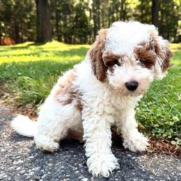 Milo - Red and white male Cockapoo puppy in Egg Harbor City, New Jersey from Grace Given Cockapoos (GGC)