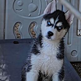 Paris - Black and white female Siberian Husky puppy in Meridian, Mississippi from JJ's Huskies