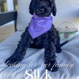 Silk - Black female Goldendoodle puppy in Cleveland, Tennessee from Liberty Creek Farms