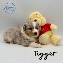 Tigger - Red merle male Miniature American Shepherd puppy in Tremonton, Utah from Azure Sky Minis