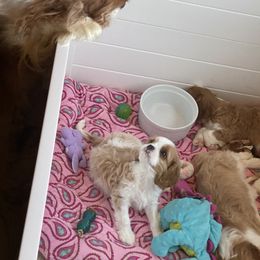 Cavalier King Charles Spaniel Puppies from Bella Fleur Cavaliers