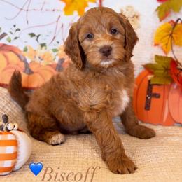 Biscoff - Apricot male Goldendoodle puppy in Caldwell, Idaho from Leila Pearson