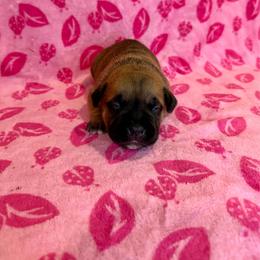 Female 4 - Red female Staffordshire Bull Terrier puppy in Lakeland, Florida from English Creek Staffords