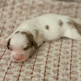 Pokerface - Blenheim male Cavalier King Charles Spaniel puppy in Temecula, California from McKenna Cavaliers in Southern California