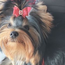 Mira - Yorkshire Terrier