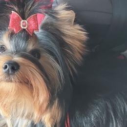 Mira - Yorkshire Terrier
