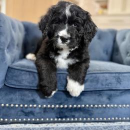Orange collar - Black and white male Bernedoodle puppy in Indiahoma, Oklahoma from Farm Fresh Doodles