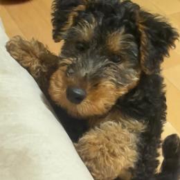 Welsh Terrier puppies from Ashcreek Welsh Terriers