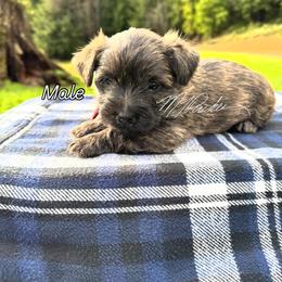 West Coast Red Collar - Brindle male Cairn Terrier puppy in Naselle, Washington from West Coast Cairn Terriers