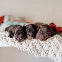 Australian Labradoodle puppies from The Doodle Cove