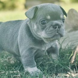 French Bulldogs from VD-FO Frenchies