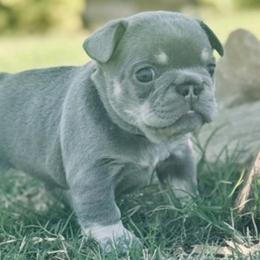French Bulldogs from VD-FO Frenchies