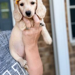 Buttercup - Cream female Dachshund puppy in Marion, Ohio from Doodles & Doxies