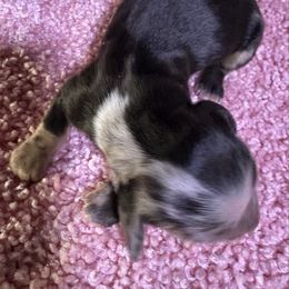Joy - Black and tan female Dachshund puppy in Mayport, Pennsylvania from PA's Darling Doxies
