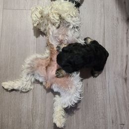 Aria - Miniature Schnauzer