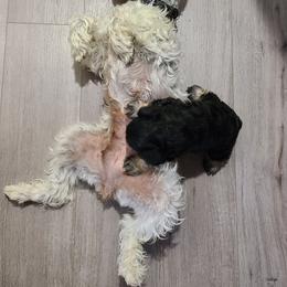 Aria - Miniature Schnauzer