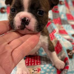 Clover - Fawn male Boston Terrier puppy in Wellington, Ohio from Twist of Faith Farms