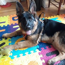 German Shepherd Puppies from Badenheath German Shepherds