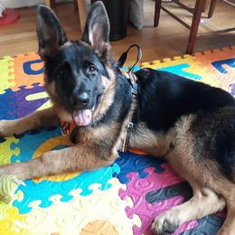German Shepherd Puppies from Badenheath German Shepherds