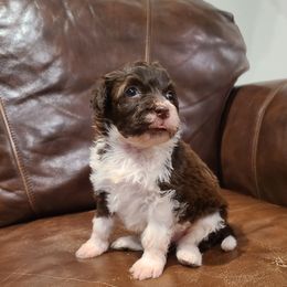 Molly - Brown and white female Portuguese Water Dog puppy in Atmore, Alabama from Gulf Coast Puppies
