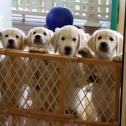 Golden Retriever Puppies from A Golden Paradise