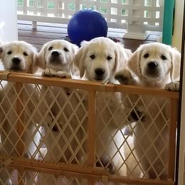 Golden Retriever Puppies from A Golden Paradise