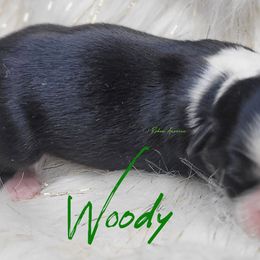 Woody - Black tri male Miniature Australian Shepherd puppy in Deer Park, Washington from Rodeo Aussies