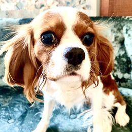 Leia - Cavalier King Charles Spaniel