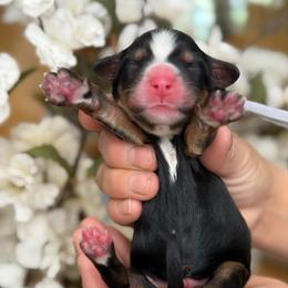 Skye - white collar - Tri-color male Bernedoodle puppy in Yuciapa, California from AlltheDoodlez_