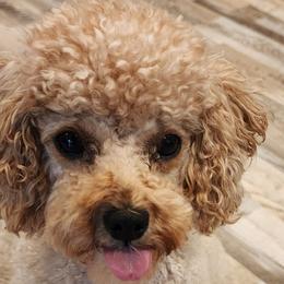 Winnie - Poodle